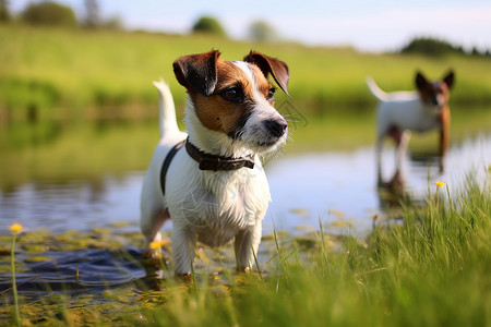 杰克罗素梗犬两只狗在水边背景