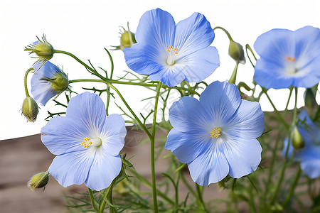 蓝色花束背景图片