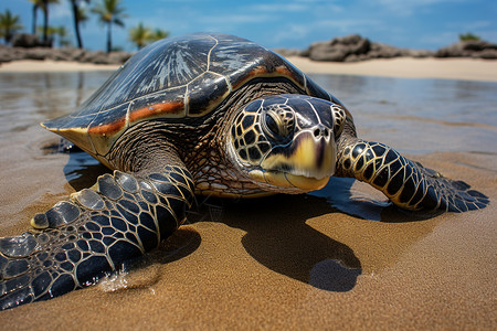 海龟静静躺在沙滩上背景图片