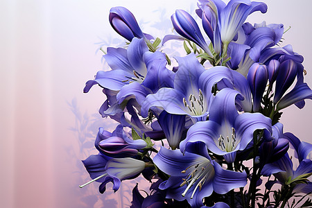 盛开花束紫色花束背景
