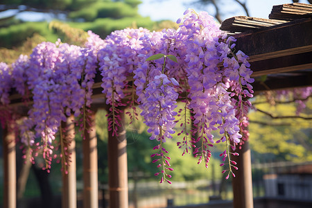 一簇簇紫藤花美丽的紫藤花背景