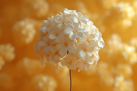 阳光下的绣球花背景图片