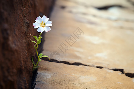 小花免抠素材花开在裂缝间背景