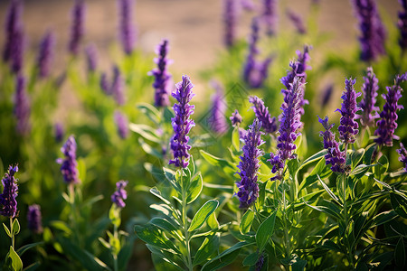 清雅的紫色花朵背景图片