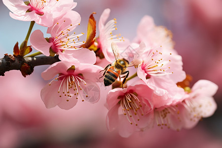 蜜蜂舞动花间背景图片