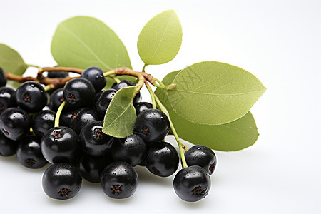 黑色浆果背景图片