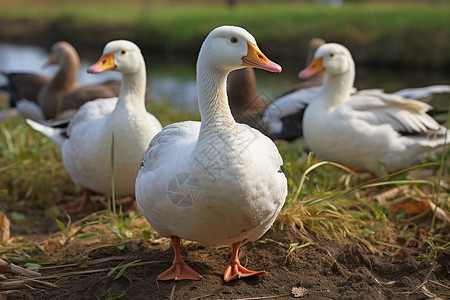 鸭子和羽毛白色鸭子背景