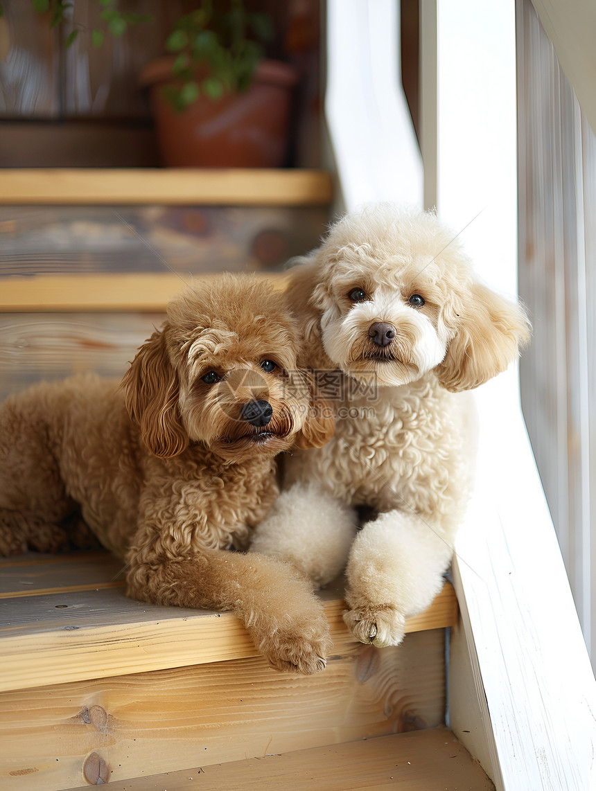 楼梯上的两只狗图片