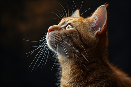 抬头凝视的猫咪高清图片
