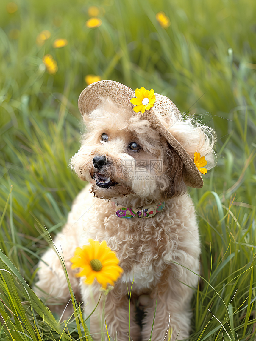 花犬嬉戏图片