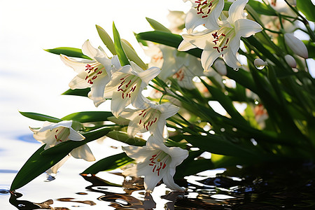 一束百合水上漂浮着一束白色花朵背景