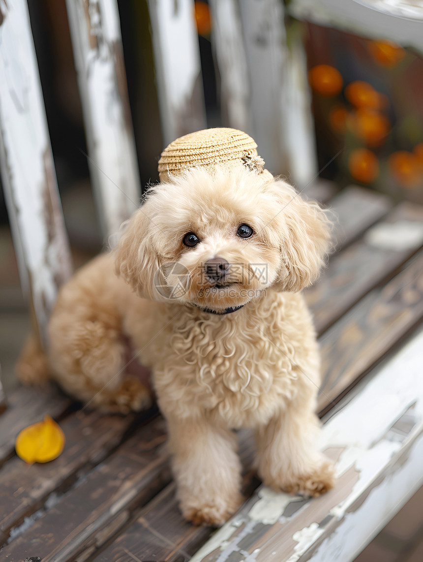 小狗戴帽子图片