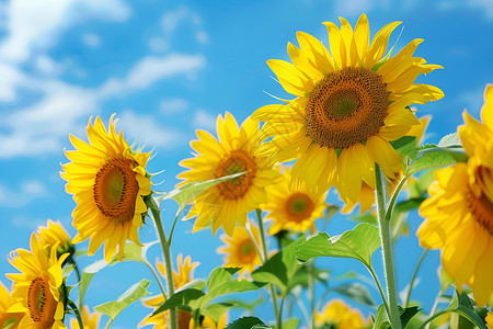 蓝天向日葵黄色的美丽的高清图片