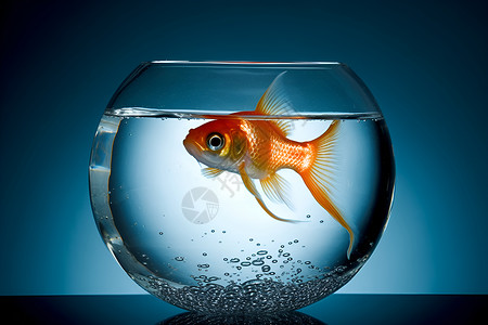 鱼缸的金鱼气泡冷水高清图片