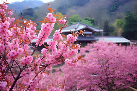 樱花盛开的乡村美景背景图片