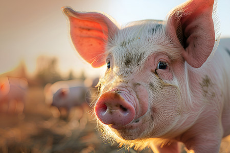 养殖猪一只猪在田野中背景
