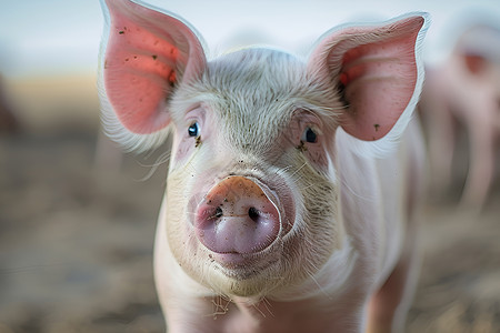 粉红耳朵的猪背景图片