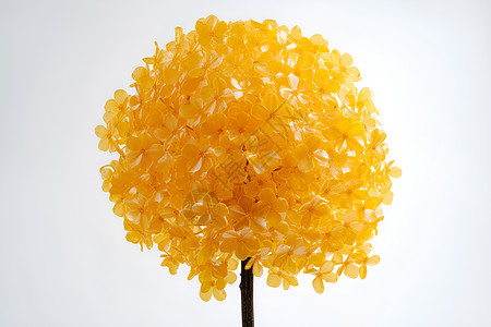 塑料焊接在白色背景前一朵黄花气球花插画