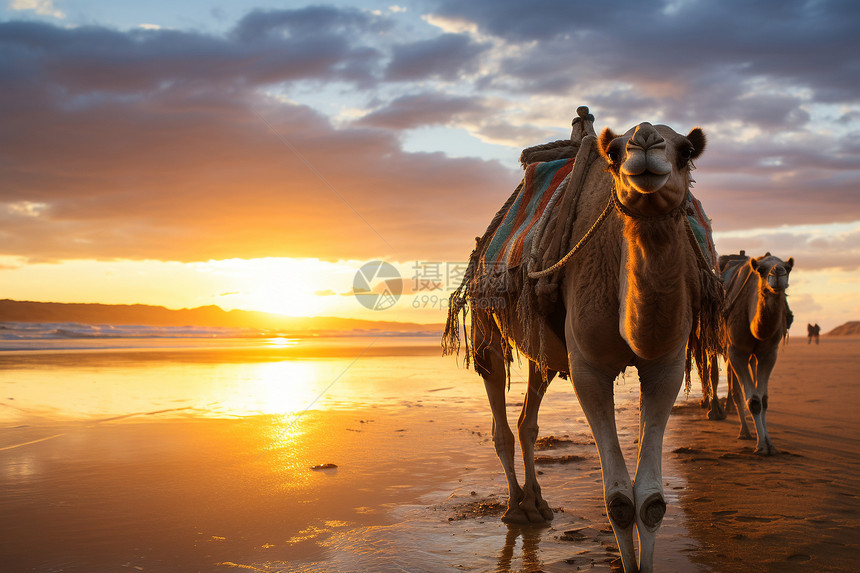 沙滩上一群骆驼图片