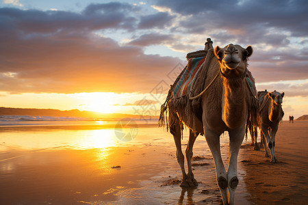 沙滩上一群骆驼背景图片
