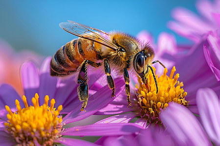 蜜蜂停在紫雏菊上高清图片