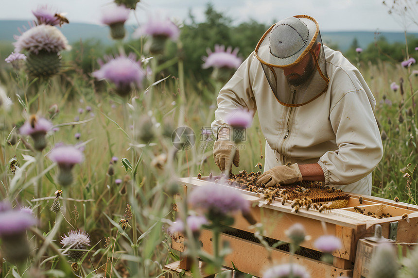 花海中的蜜蜂养殖工人图片