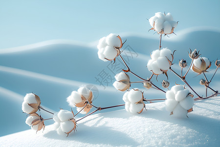 雪地中一棵棉花背景图片