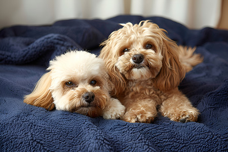 两只贵宾犬宠物 地毯高清图片