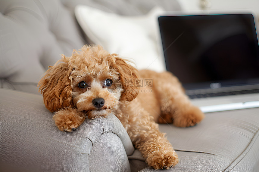 小狗在沙发上玩电脑图片