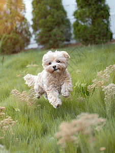 宠物草坪奔跑的贵宾犬背景