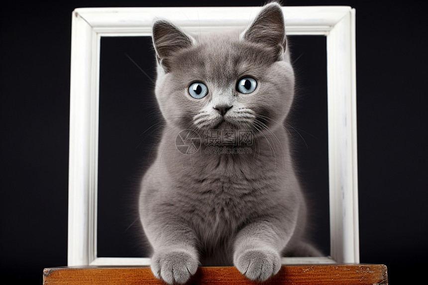 相框里的小猫咪图片