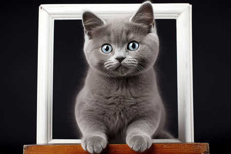 动物相框素材相框里的小猫咪背景