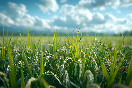 天空绿叶农田里的水稻背景