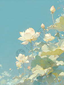 水池里的莲花背景图片