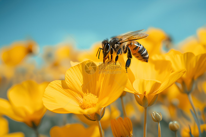 蜜蜂飞舞黄花间图片