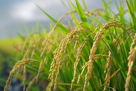 田野里饱满的稻谷高清图片