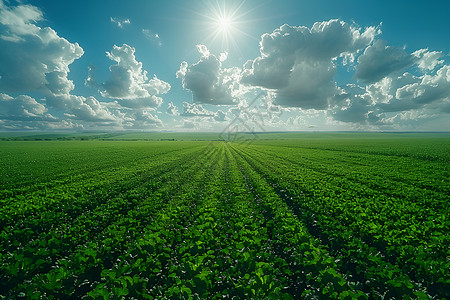 太阳云朵植物图绿色田野背景