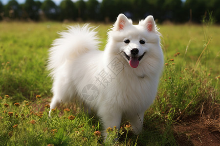 快乐玩耍的白色狗狗高清图片