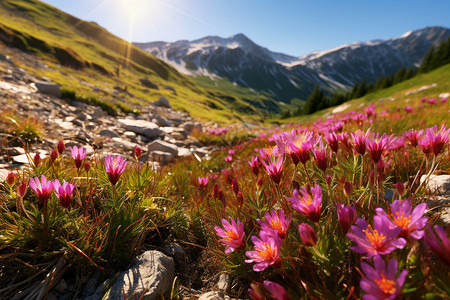 藏红花背景万紫千红背景