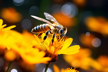 花从中蜜蜂粉红花瓣翅膀高清图片