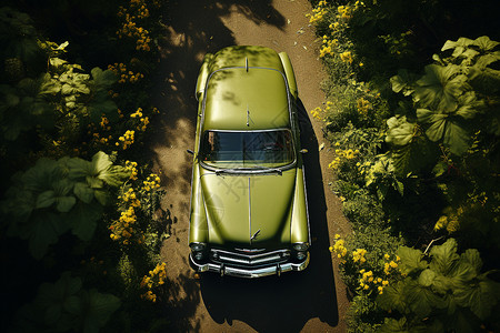 自然植物中的绿色轿车背景图片