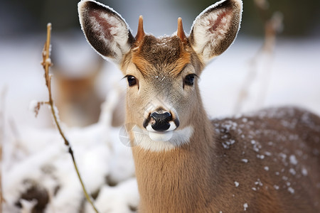 哺乳小鹿寒冷冬日里的小鹿背景