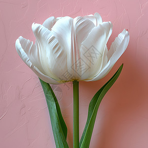 粉色背景下的白色郁金香背景图片