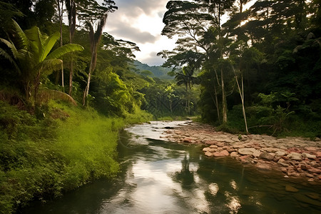 翠绿森林中流淌着一条河流高清图片