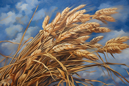 天空下的稻田背景图片