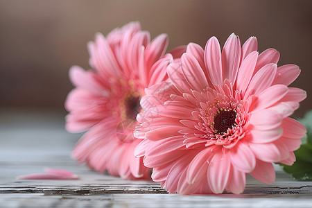 粉色的花卉背景图片