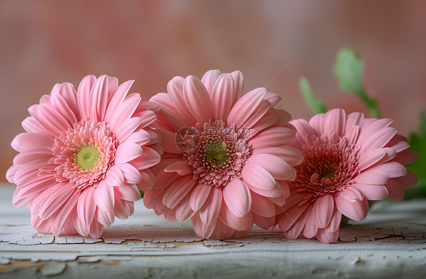 美丽的粉色非洲菊图片