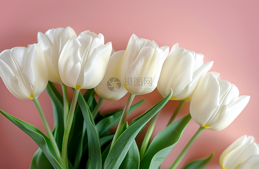 白色郁金香花束粉色背景下图片