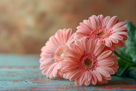 粉色雏菊阳光下的鲜花盛开背景
