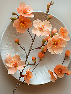 粉红花瓣盘艺术之美高清图片